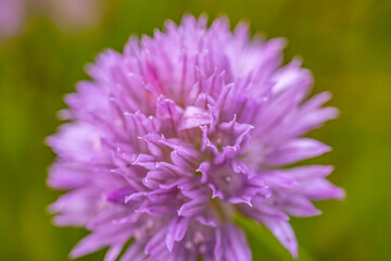 Fototapeta premium A close-up of a meadow wolf's tongue with a bright purple bud flower, the buds in full bloom and the delicate petals with a soft blurred background. The image captures the intricate beauty of flowers.
