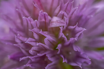 A close-up of a meadow wolf's tongue with a bright purple bud flower, the buds in full bloom and the delicate petals with a soft blurred background. The image captures the intricate beauty of flowers.