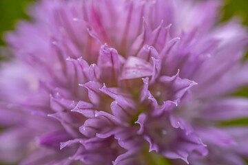 A close-up of a meadow wolf's tongue with a bright purple bud flower, the buds in full bloom and the delicate petals with a soft blurred background. The image captures the intricate beauty of flowers.