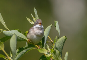 Common whitethroat - at a wet forest in spring