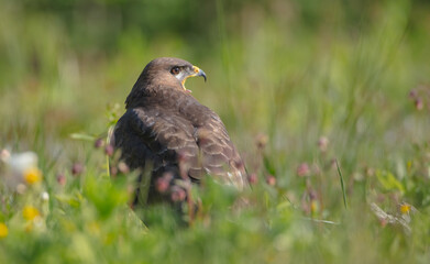 Common Buzzard in spring at a wet forest