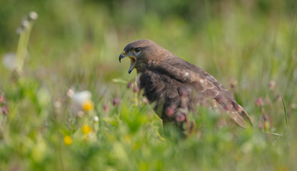 Common Buzzard in spring at a wet forest