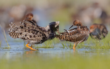 The ruff - pair at wetland on a mating season in spring