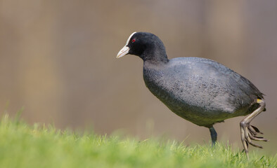 Eurasian coot - adult bird in spring