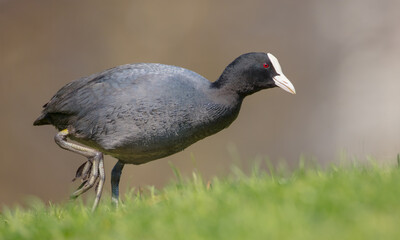 Obraz premium Eurasian coot - adult bird in spring