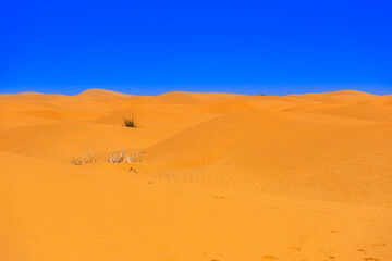 Gorący dzień, pomarańczowy piasek pustyni Sahara, niebieski kolor nieba i palące słońce. Widok po horyzont, krajobraz. Egzotyczny kraj, Tunezja