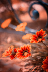 Gazania, egzotyczne pomarańczowe kwiaty, letni, kolorowy egzotyczny ogród, rabata z kwiatami, rozmyte tło, zbliżenie makro, dekoracja ogrodu © anettastar