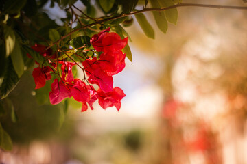 Egzotyczne czerwone i różowe kwiaty Bugenwilla, letni, kolorowy egzotyczny ogród, tropikalne pnącze z kwiatami, rozmyte tło, zbliżenie makro, dekoracja ogrodu © anettastar