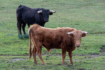 brown bull with sad gesture looking at camera