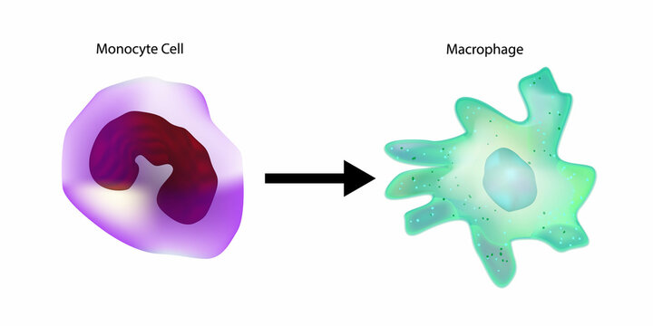 Monocyte to Macrophage. Circulating Monocyte Cell. In Vitro Differentiation of Macrophages and Dendritic Cells
