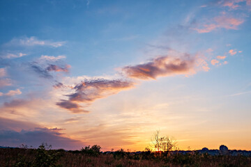 Fototapeta premium Landscape, sunrise on a meadow, against the background of a dry tree, outside the city. Selective focus