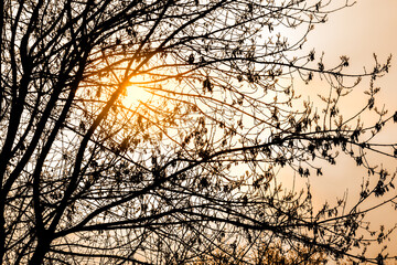 Bright sunlight at sunset through tree branches in the forest