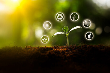 Environmental protection, renewable, sustainable energy sources. Plant growing in the bulb concept.sustainable development. ecology and world sustainable environment concept.