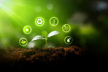 Environmental protection, renewable, sustainable energy sources. Plant growing in the bulb concept.sustainable development. ecology and world sustainable environment concept.