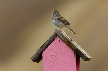 Vesper Sparrow