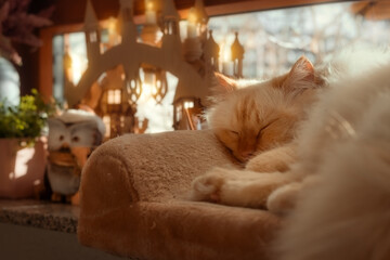 Birman cat sleeping on a windowsill next to an illuminated candle arch