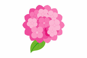 pink hydrangea flower vector illustration