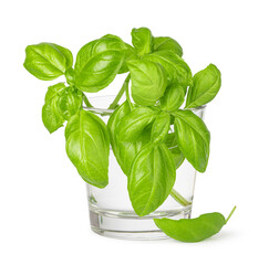 fresh green basil leaves