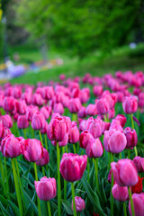 field of tulips