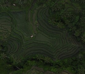 tegalalang rice terraces