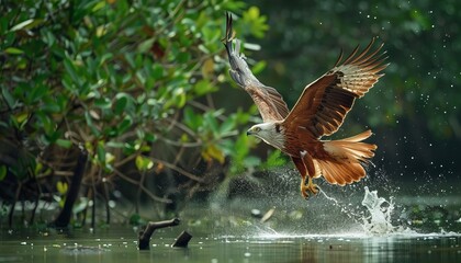 Glorious Elang Bondol: The Brahminy Kite Soaring and Diving in Sundarban's Natural Beauty - AR 7:4