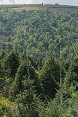 plantación de arboles de Navidad