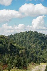 plantación de arboles de Navidad
