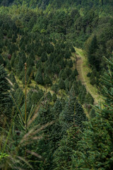 plantación de arboles de Navidad