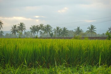 Obraz premium Afternoon view of rice fields in rural Indonesia