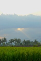 Afternoon view of rice fields in rural Indonesia