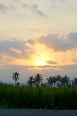 Afternoon view of rice fields in rural Indonesia