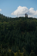 plantaci&oacute;n de arboles de Navidad