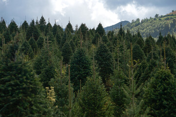 plantación de arboles de Navidad