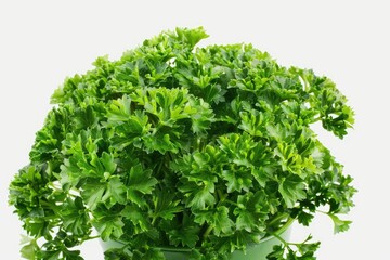 Obraz premium Parsley bunch with curly leaves isolated on white background