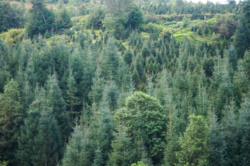 Obraz premium plantación de arboles de Navidad