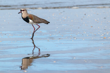 Photograph of a Southern lapwing.	