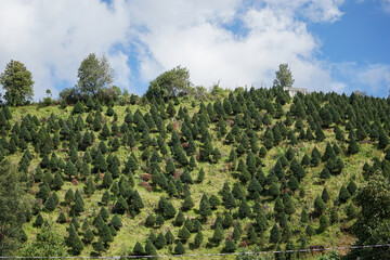 plantación de arboles de Navidad