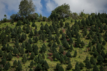 plantaci&oacute;n de arboles de Navidad