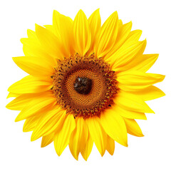 Obraz premium A vibrant yellow sunflower with a dark center, isolated on a black background. The flower is in full bloom, with its petals spread out wide.