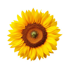 Obraz premium A vibrant yellow sunflower with a large, brown center, isolated on a black background.