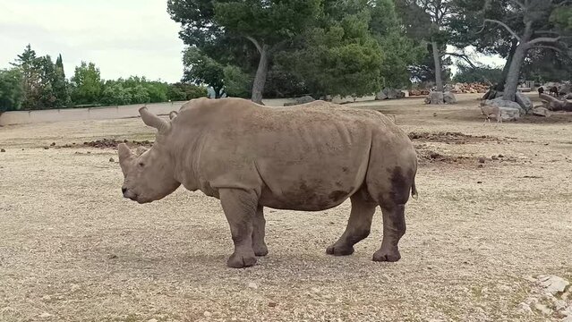 rhinoc&eacute;ros, en gros plan, dans leur enclos, parc animalier