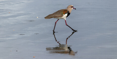 Photograph of a Southern lapwing.	
