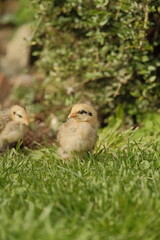 baby chickens in the grass