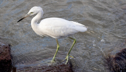 Beautiful heron on the beach.	