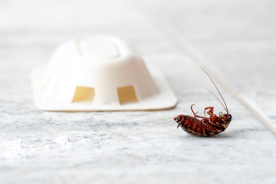 Dead cockroach upside down on the floor. Pest control concept