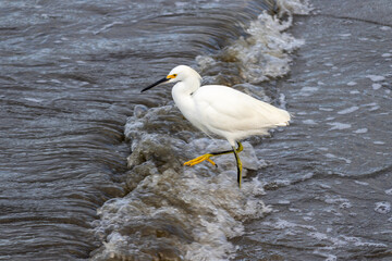 Beautiful heron on the beach.
