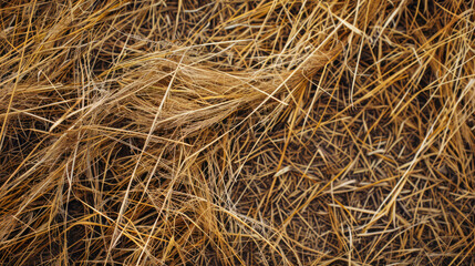 Dry grass cover. Dry Grass Texture. Climate change concept.