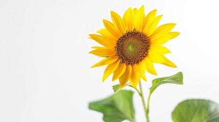 Obraz premium Single Sunflower With Green Leaves Copyspace Against a White Background