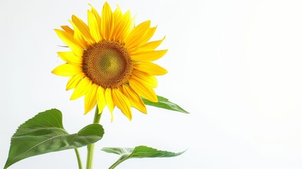 Naklejka premium Single Sunflower With Green Leaves Copyspace Against a White Background
