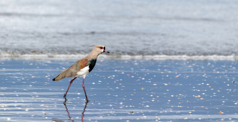 Photograph of a Southern lapwing.	